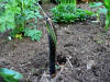 Arisaema consanguineum GG90292