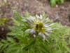 Adonis amurensis 'Sadono Maboroshi'