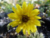 Adonis amurense 'Musashino'