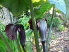 Arisaema griffithii