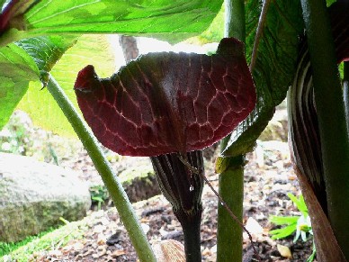 Arisaema griffithii