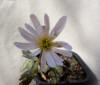 Anemone keiskeiana