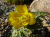 Adonis wolgensis