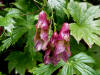 Aconitum 'Red Wine'