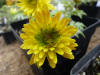 Adonis amurense 'Musashino'