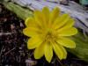 Adonis amurensis 'Shichi-Henge'