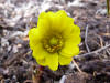 Adonis amurensis