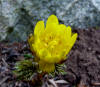 Adonis amurensis 'Genshu Fukujuso'