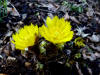 Adonis amurensis 'Kinsekai'