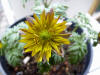 Adonis amurensis 'Kousei'