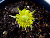 Adonis amurensis 'Tsume orikasa'