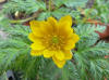 Adonis amurensis Shiun