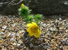 Adonis vernalis