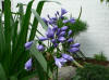 Agapanthus Flora Plena