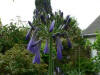 Agapanthus inapertus ssp. pendulus