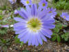 Anemone blanda