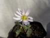 Anemone keiskeiana