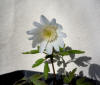 Anemone pseudo-altaica 'Shiromanja'