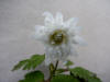 Anemone pseudoaltaica 'Yoki-No-Sei'
