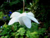 Anemonopsis macrophylla 'White Swan'