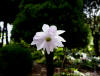 Anemonopsis macrophylla flora plena