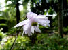 Anemonopsis macrophylla flora plena