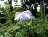 Anemonopsis macrophylla flora plena