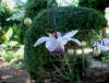 Anemonopsis macrophylla