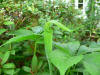 Arisaema  jacquemontii