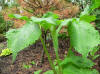 Arisaema amurense