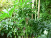 Arisaema consanguineum