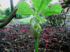 Arisaema dilatatum