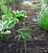 Arisaema flavum ssp. abbreviatum