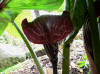 Arisaema griffithii