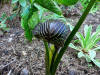 Arisaema griffithii