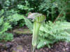 Arisaema serratum