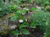 Arisaema sikokianum 