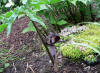 Arisaema thunbergii ssp. urashima