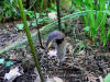 Arisaema thunbergii