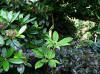 Arisaema tortuosum