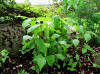 Arisaema tripyllum