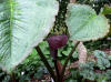 Arisaema utile