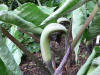 Arisaema ringens 