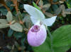 Cypripedium Ulla Silkens