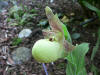 Cypripedium flavum