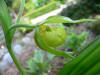 Cypripedium henryi