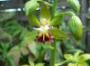 Calanthe tricarinata