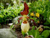 Cypripedium 'Emil'