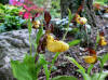 Cypripedium parviflorum