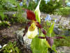 Cypripedium 'Emil'